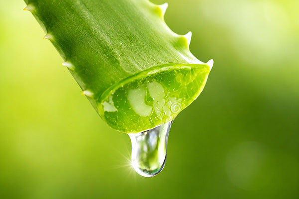 Aloe Vera Comfort Extract